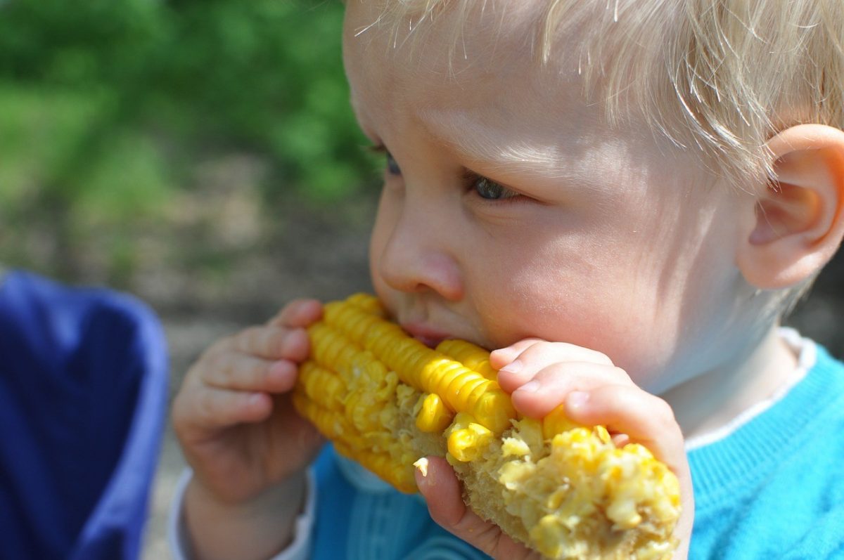 A young boy with blonde hair eating corn on the cob.