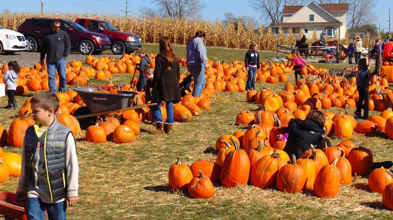 children playing at a pumpkin patch