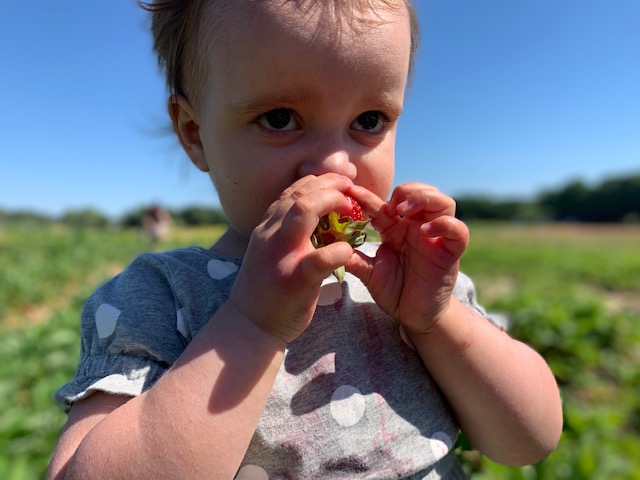 toddler tasting a strawberry