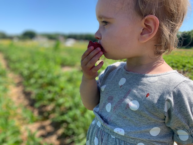 Toddler peacefully eating a strawberry