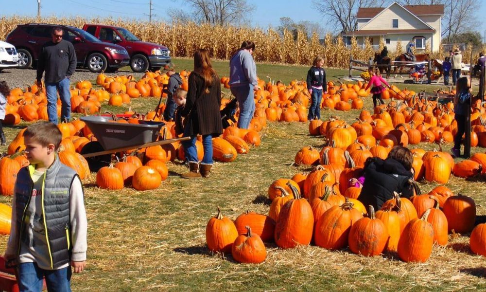 children playing at a pumpkin patch